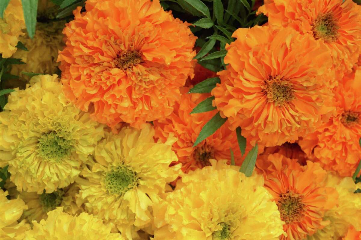 Fall planting guide for Houston gardeners