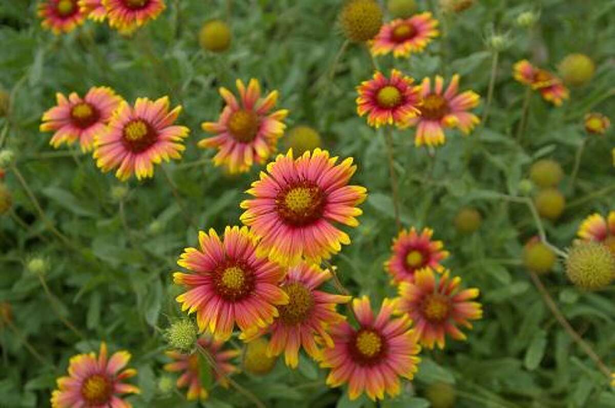 Fall planting guide for Houston gardeners