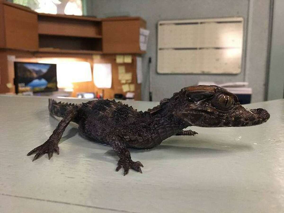 full grown dwarf caiman