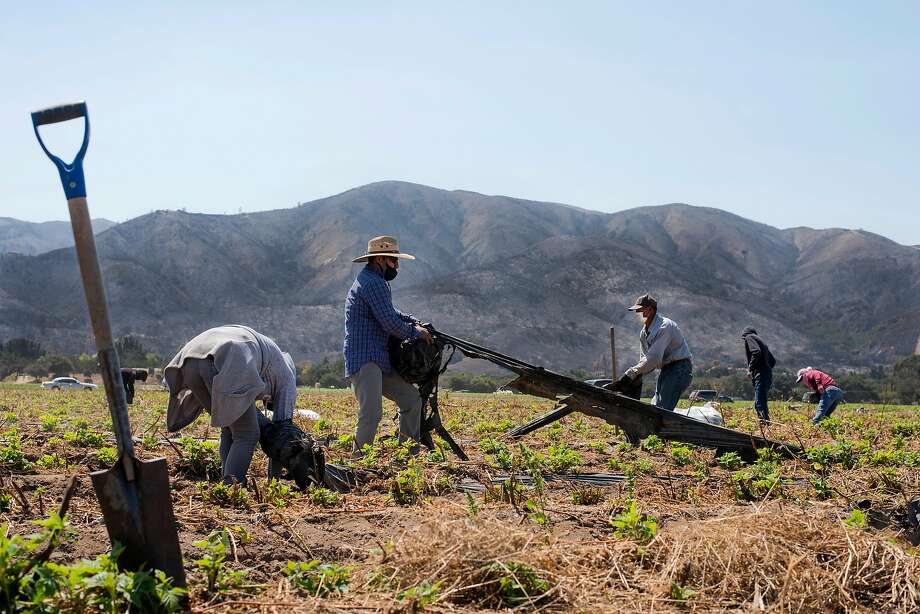 Masked workers pull tarps up from raspberry fields in Salinas in front of a mountain scorched by a wildfire. Growers have challenged the United Farm Workers union’s right to organize on their property. Photo: Sara Gobets / Special To The Chronicle