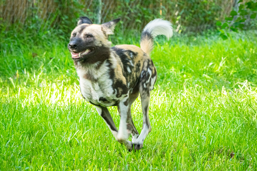 African Painted Dogs return to Houston Zoo