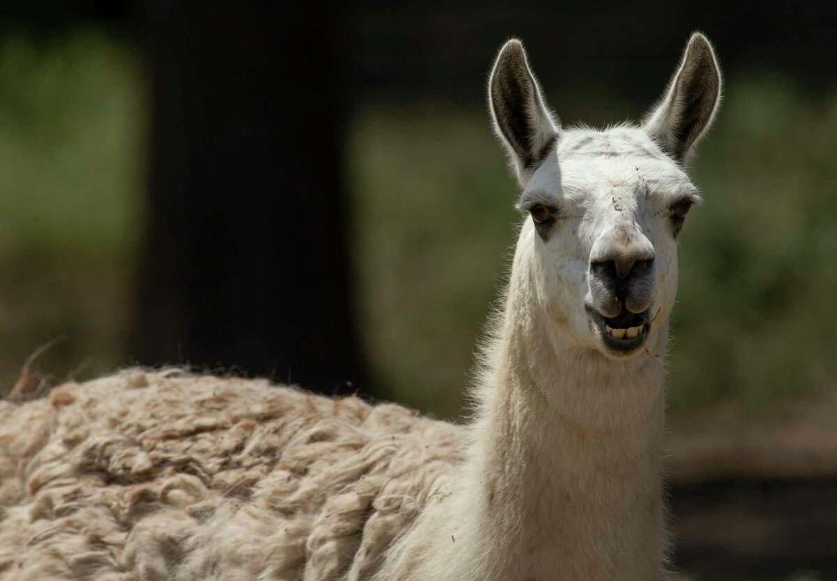 Hang out with some party animals From belugas and bison to leopards and llamas, Connecticut covers all bases of the animal kingdom despite being a typical New England state. Check out what sort of animal-related activities are offered throughout Connecticut. 