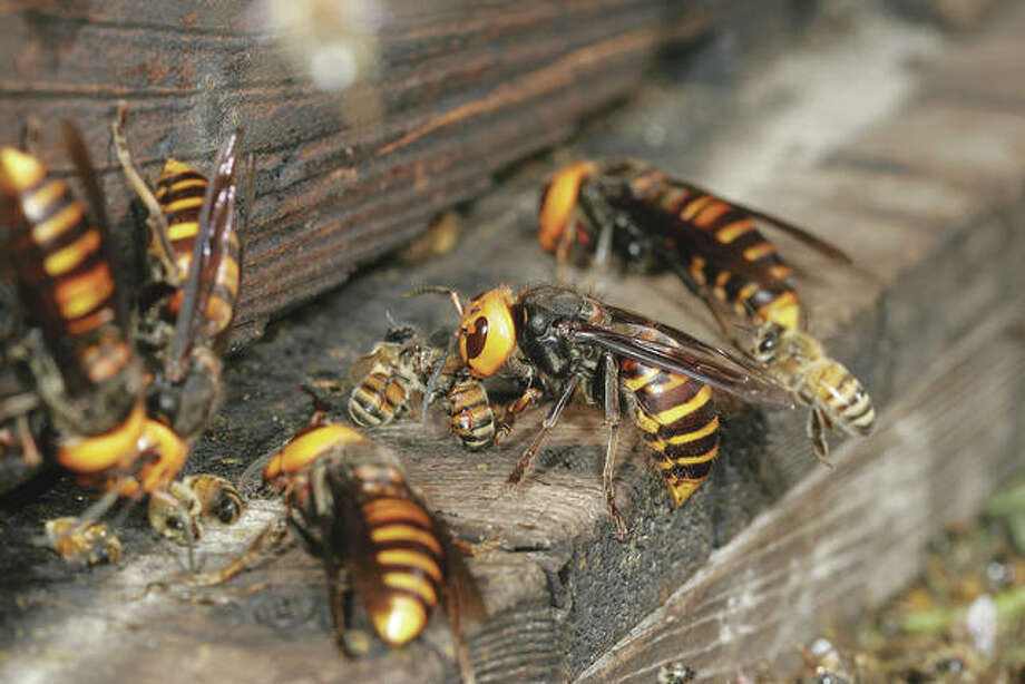 What Is A Wasps Purpose - Usefull Information