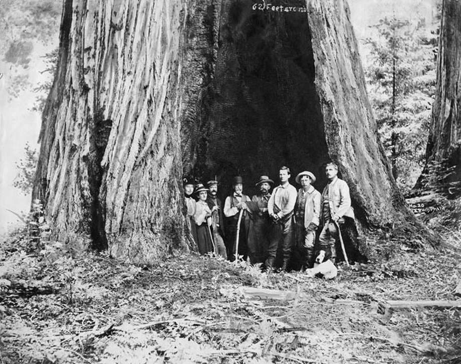 Some members of the Sempervirens Club standing in the Auto tree, including, from left, Louise C. Jones, Carrie Stevens Walter, J. F. Coope, J. Q. Packard, Andy Baldwin, Charles W. Reed, W. W. Richards, and Roley, c. 1890s. Photo: Santa Cruz Public Libraries