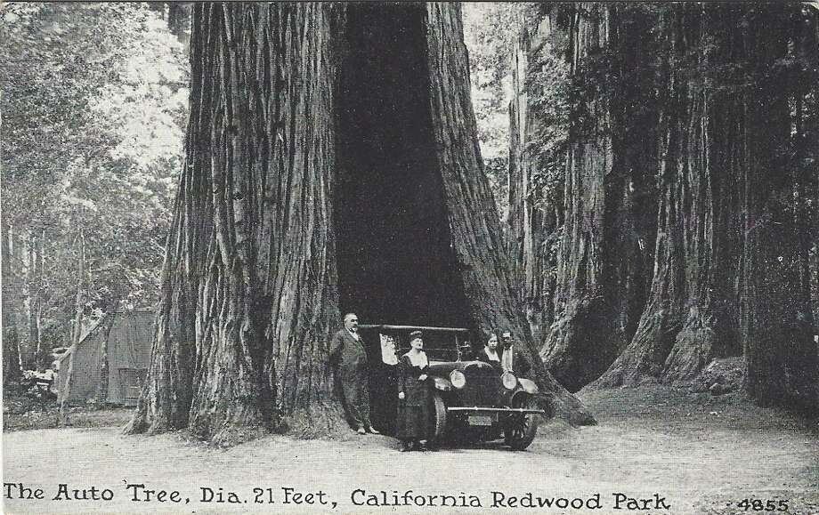 The Auto Tree at California Redwood Park, c. 1920. Photo: Santa Cruz Public Libraries