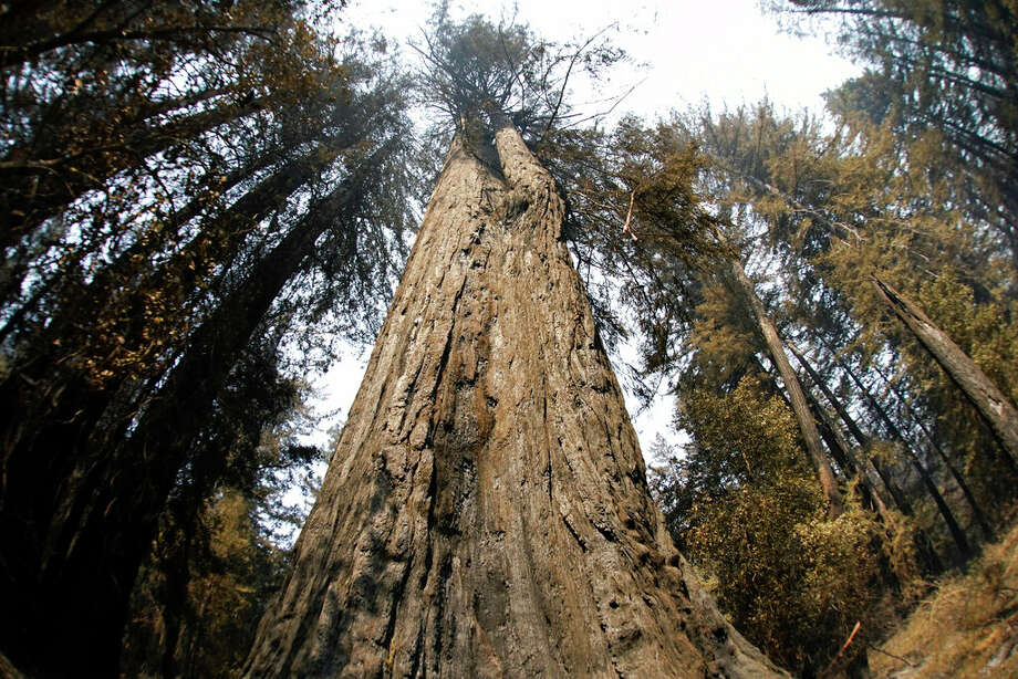 An old-growth redwood tree named "Father of the Forest" is still standing Monday, Aug. 24, 2020, in Big Basin Redwoods State Park, Calif. The CZU Lightning Complex wildfire tore through the park but most of the redwoods, some as old as 2,000 years, were still standing. Photo: Marcio Jose Sanchez/AP / Copyright 2020 The Associated Press. All rights reserved.