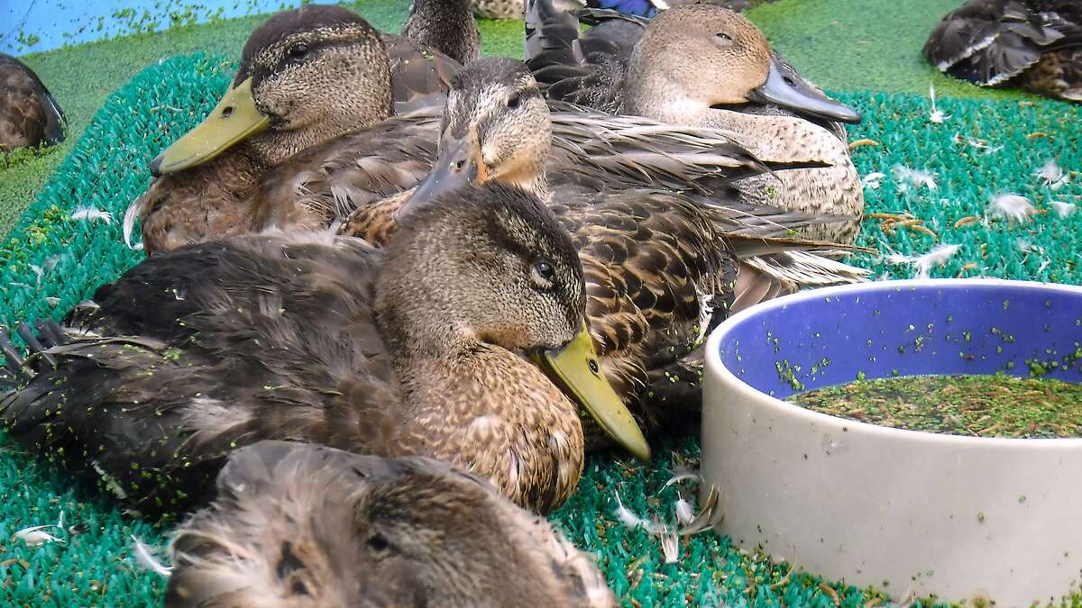 At a Duck� Hospital, waterfowl be rehabbed in a plastic swimming pool with a mat before release where to sweet, fresh water at Klamath National Wildlife Refuge