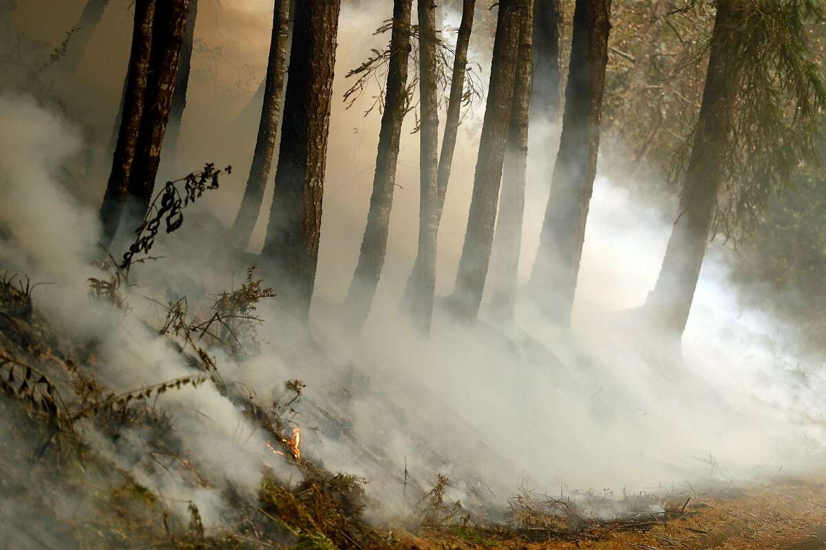 Underbrush burns during firing operation along Limantour Road while Woodward Fire burns in Point Reyes National Seashore in Marin County, Calif., on Sunday, August 30, 2020.