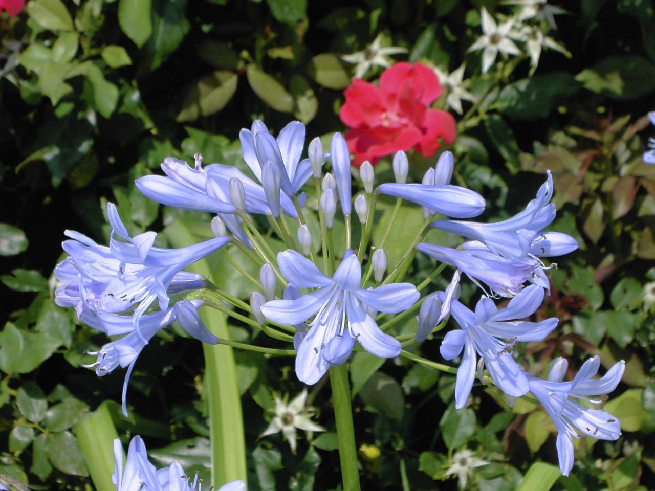 Neil Sperry Dead agapanthus? Don’t feel guilty, just move on
