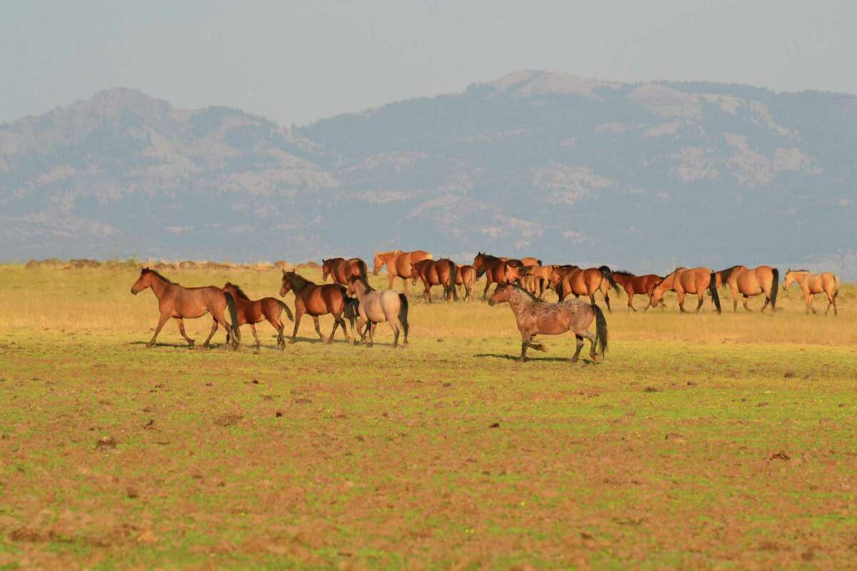A herd of wild horses known as the Booth-Banner herd, graze and travel in remote Modoc National Forest. The Trump administration is moving to relax regulations for drilling in national forests.
