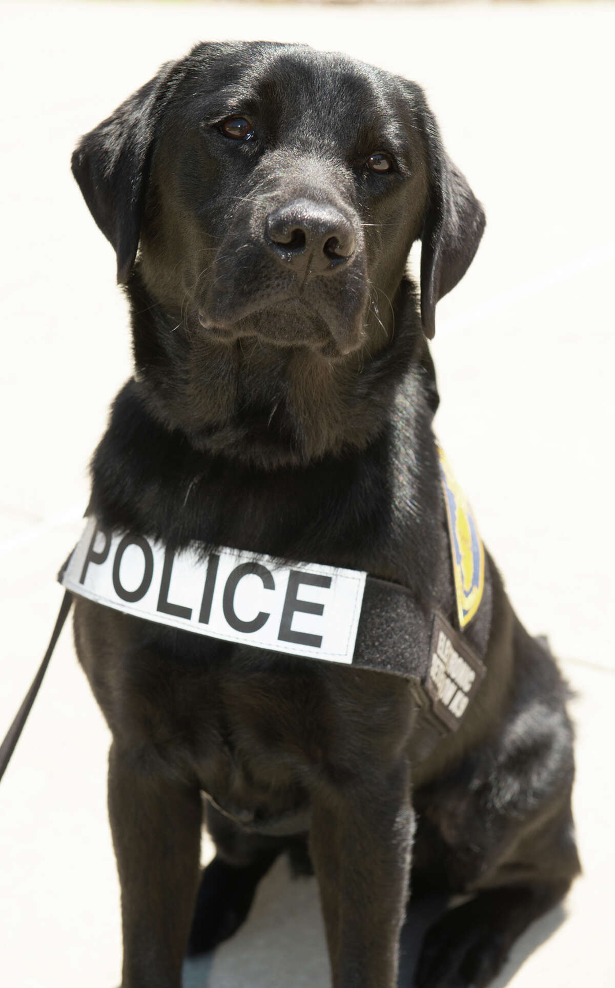 SIUE K9 sniffing out crimes against children