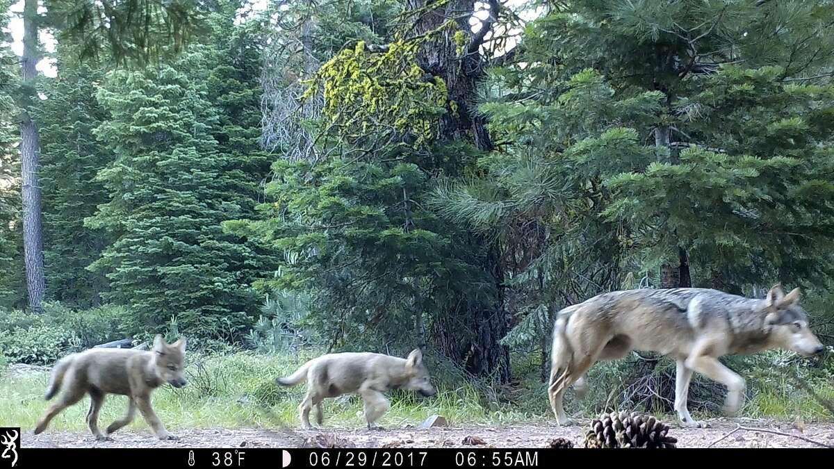 A remote camera image from June 2017 shows a female gray wolf and two of the three pups born in 2017 in the wilds of Lassen National Forest in Northern California.