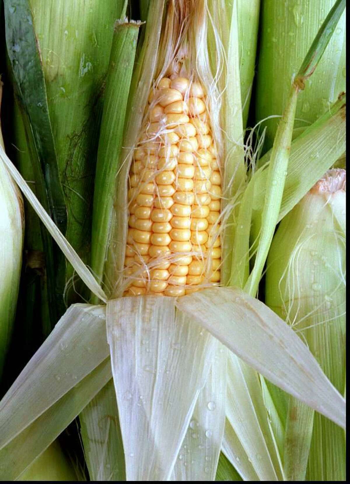 Corn on the cob. .