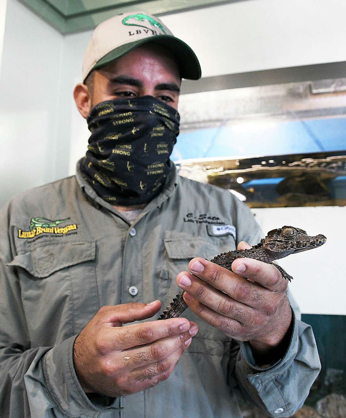 Alligatorlike creature identified, will be housed at Laredo College museum