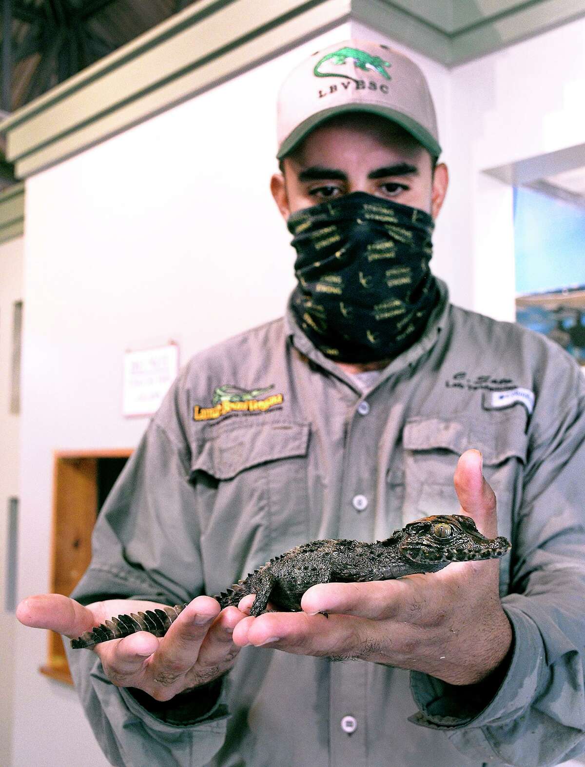 Alligatorlike creature identified, will be housed at Laredo College museum