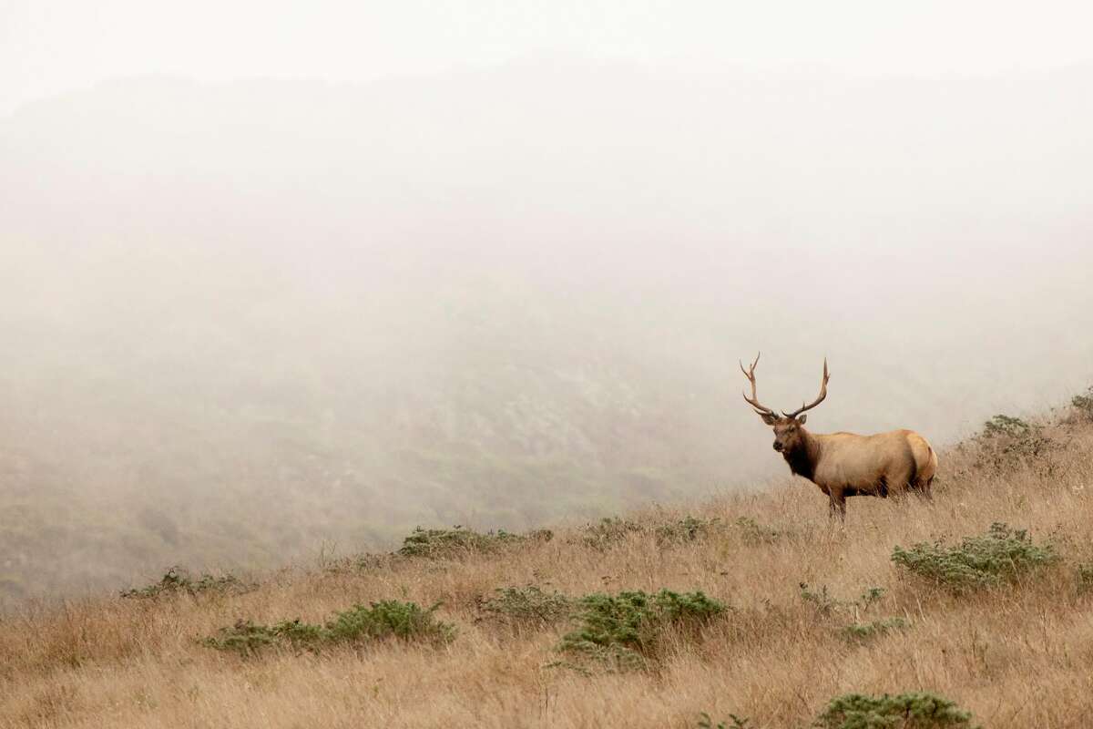 Tule Elk roam the hills of the Tomales Point Tule Elk Reserve inside Point Reyes National Seashore in Inverness, Calif. Friday, August 28, 2020. Park administrators and wildlife advocates are at odds over providing additional water for the captive tule elk herd at the Tomales Point Tule Elk Reserve at Pierce Point. Advocates claim the elk are dying of thirst because five have been found dead recently, the park service says they're just fine. Advocates want park service to full up water troughs but NPS has refused.