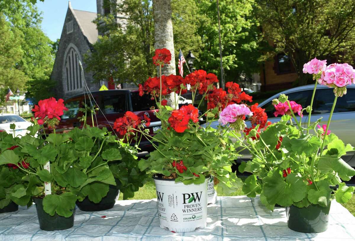 The Garden Club of New Milford will hold its annual plant sale Sept. 12 on the Village Green. Above is a table of geraniums for sale at last year's event.
