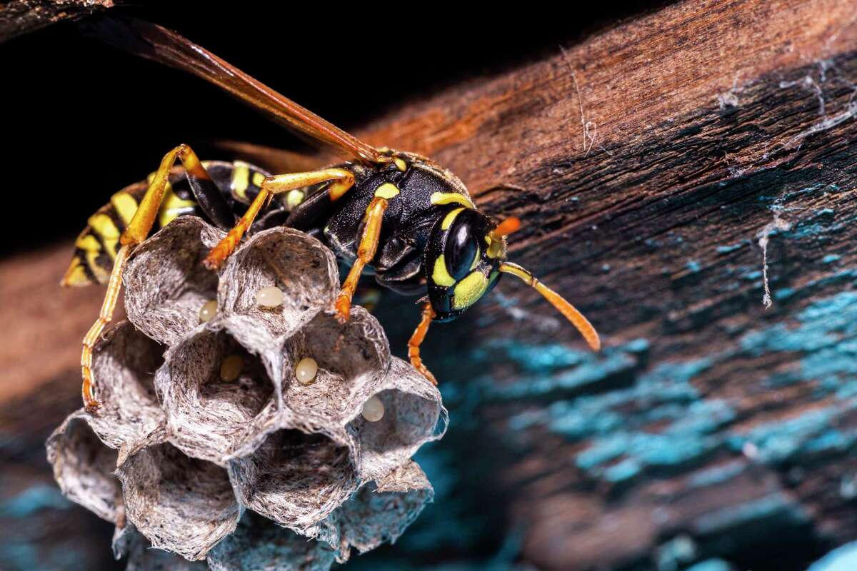 Why is it called a paper wasp? The paper wasp builds a honeycomb shaped paper nest, made from wood fibers gathered and chewed by the insect into a paste-like pulp which it uses with its saliva to build up the hexagonal cells in the structure.