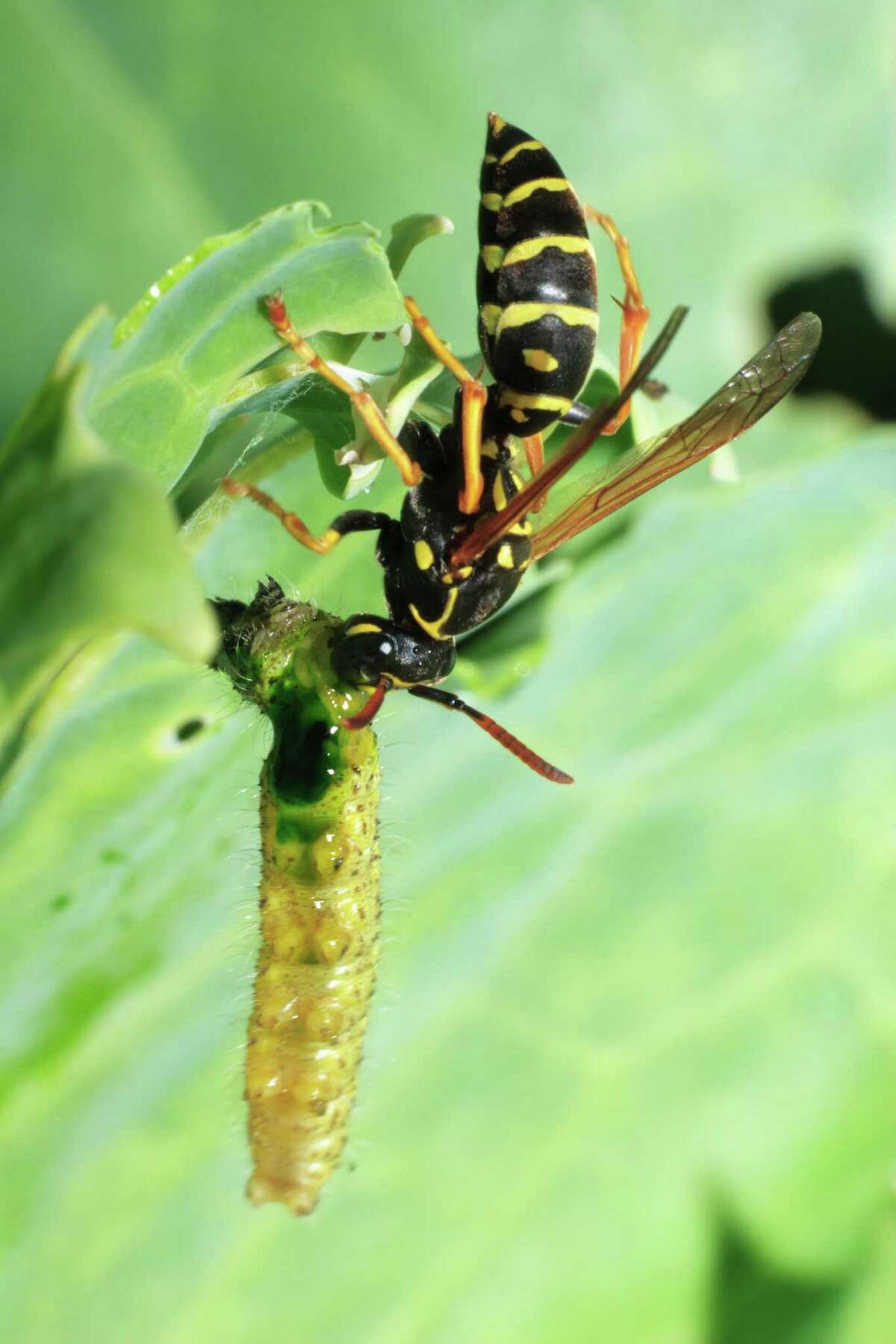 Paper wasps eat caterpillars and web worms, common garden pests.