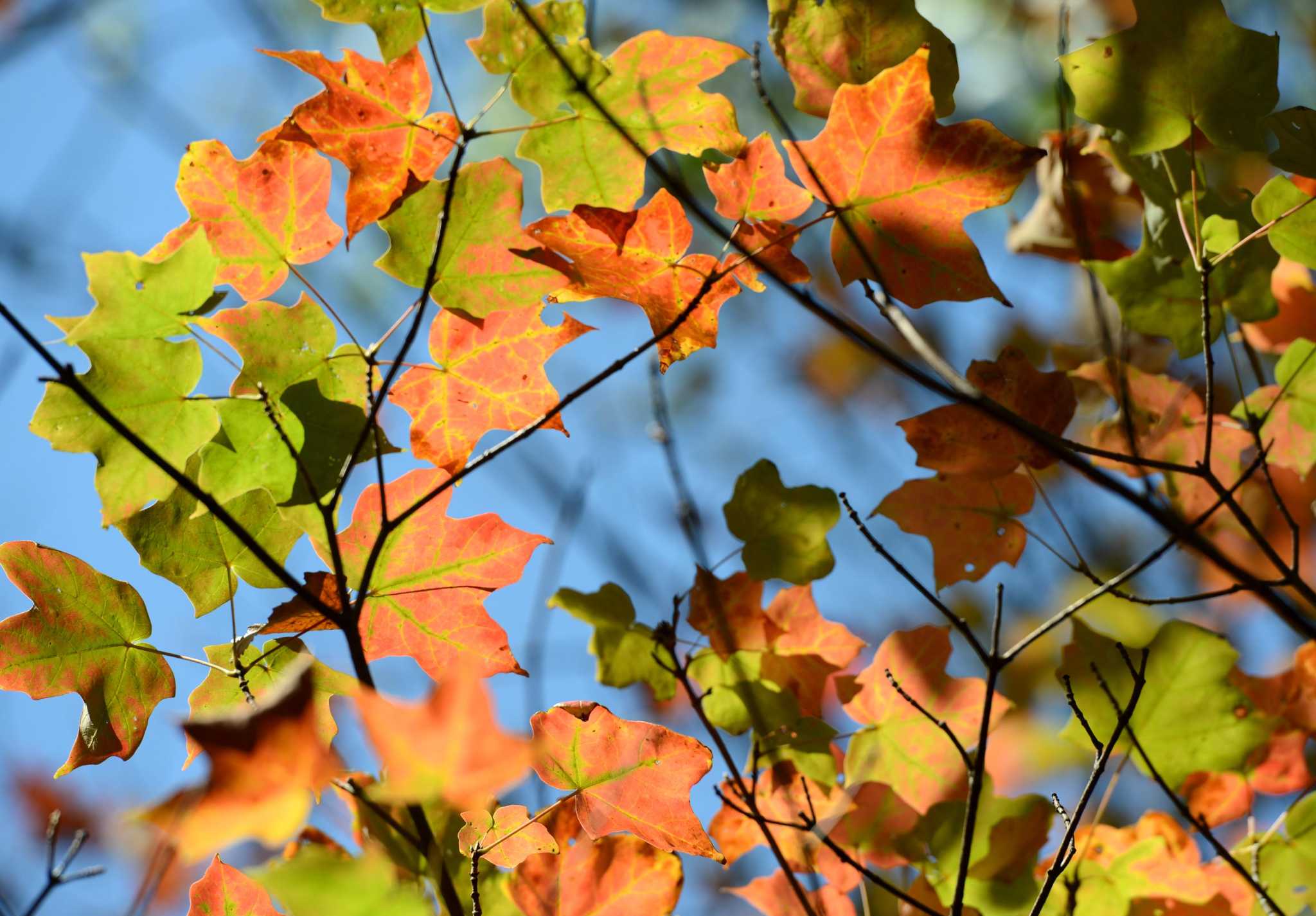 CT foliage forecast, seasonal destinations