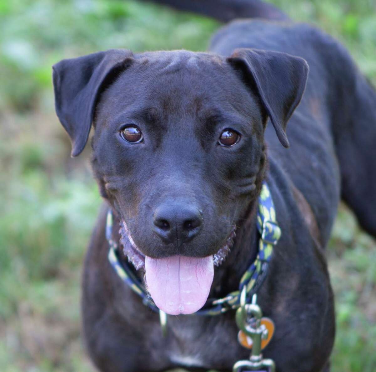 Emily, a 3-year-old black lab mix is seeking a forever home.