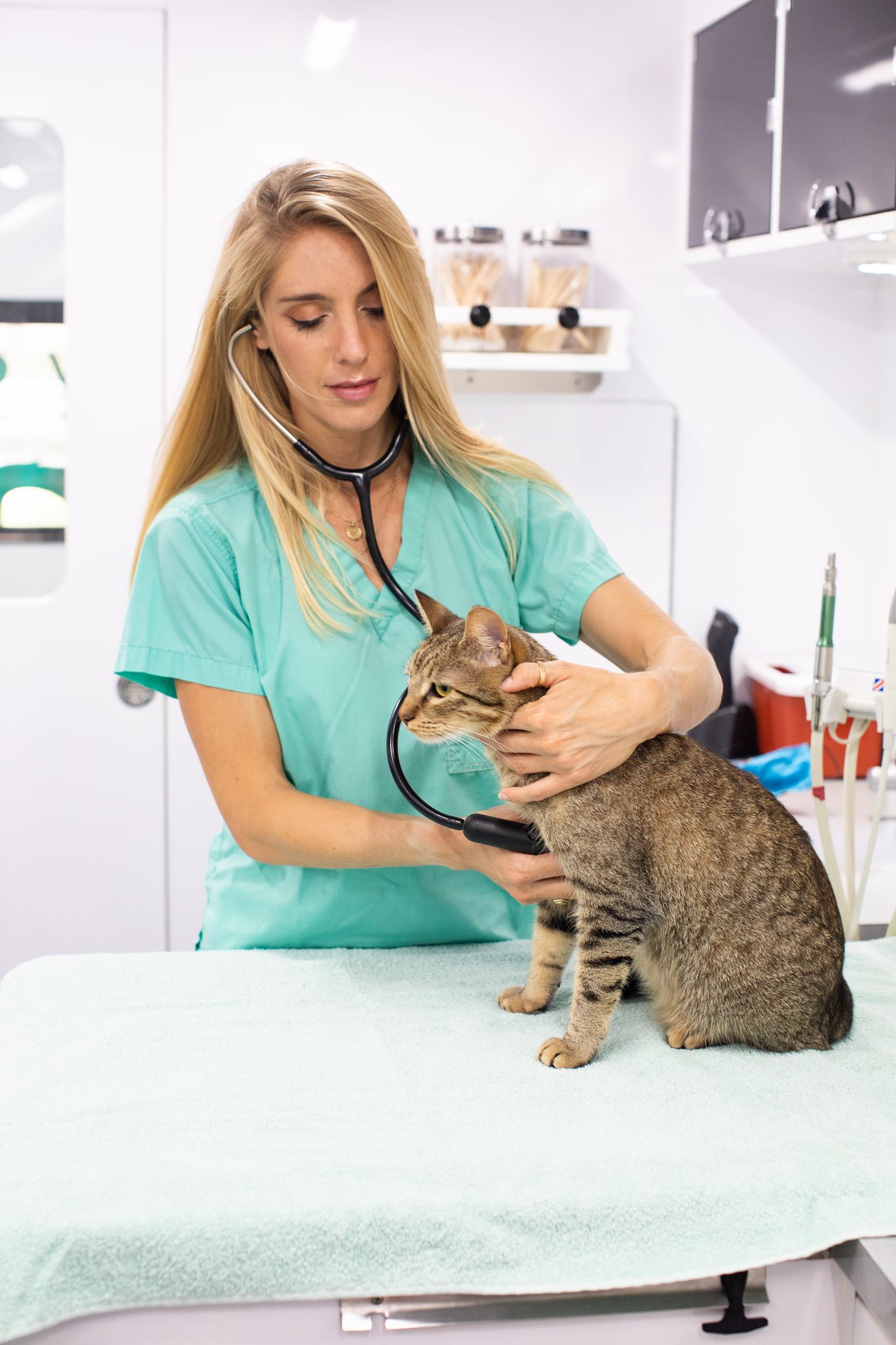 After-Hours Care — Rockin' Pets, Rollin' Vets