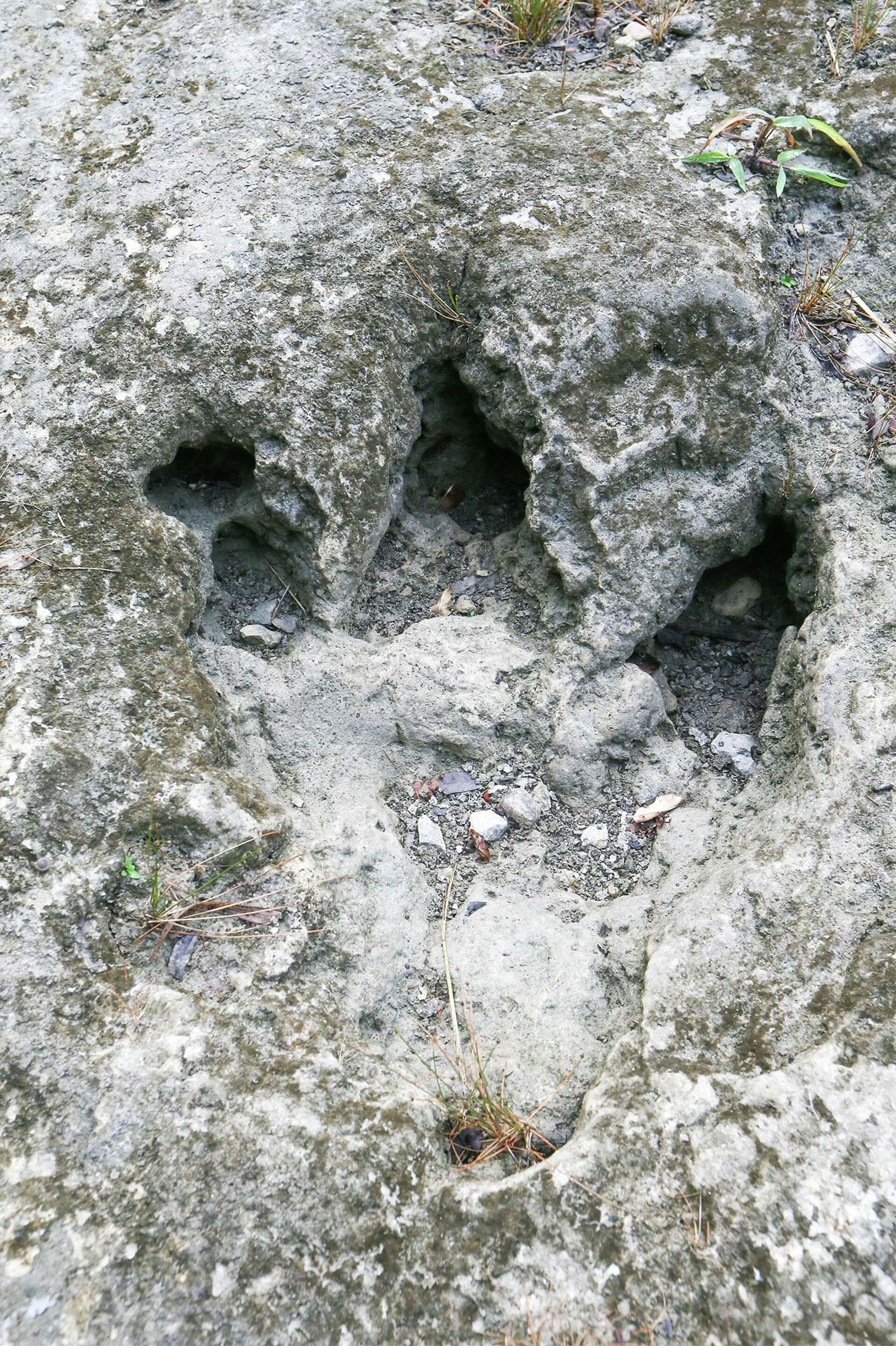 Meet the T. rex of Texas that prowled the San Antonio area more than ...