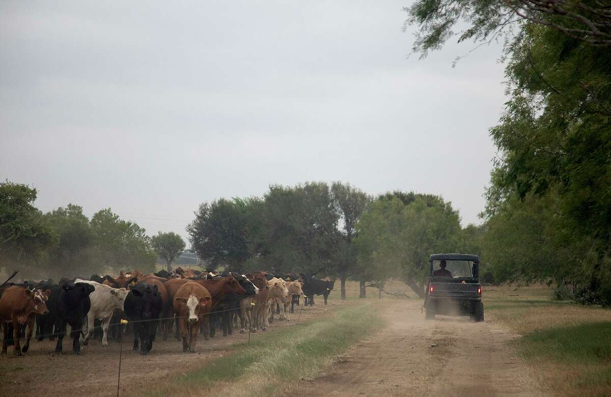 Boening drives home after feeding his cows. From 2010 to 2018, Texas exported over a $1 billion annually in agricultural goods to China, which purchased on average 14 percent of Texas’ statewide farm exports.