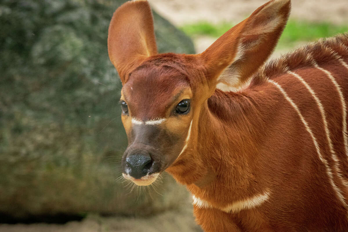 Over a span of three and a half weeks, three baby bongos were born at Houston Zoo.