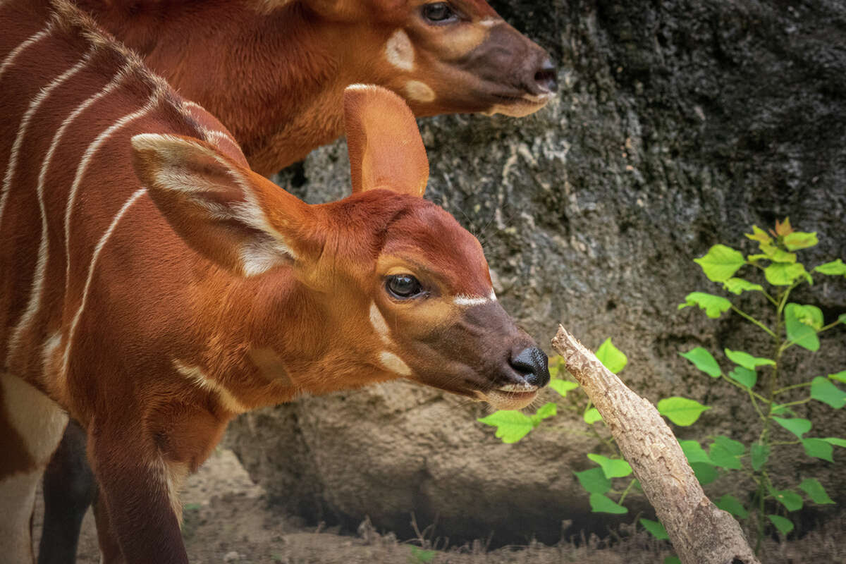 Houston Zoo welcomes three baby bongos