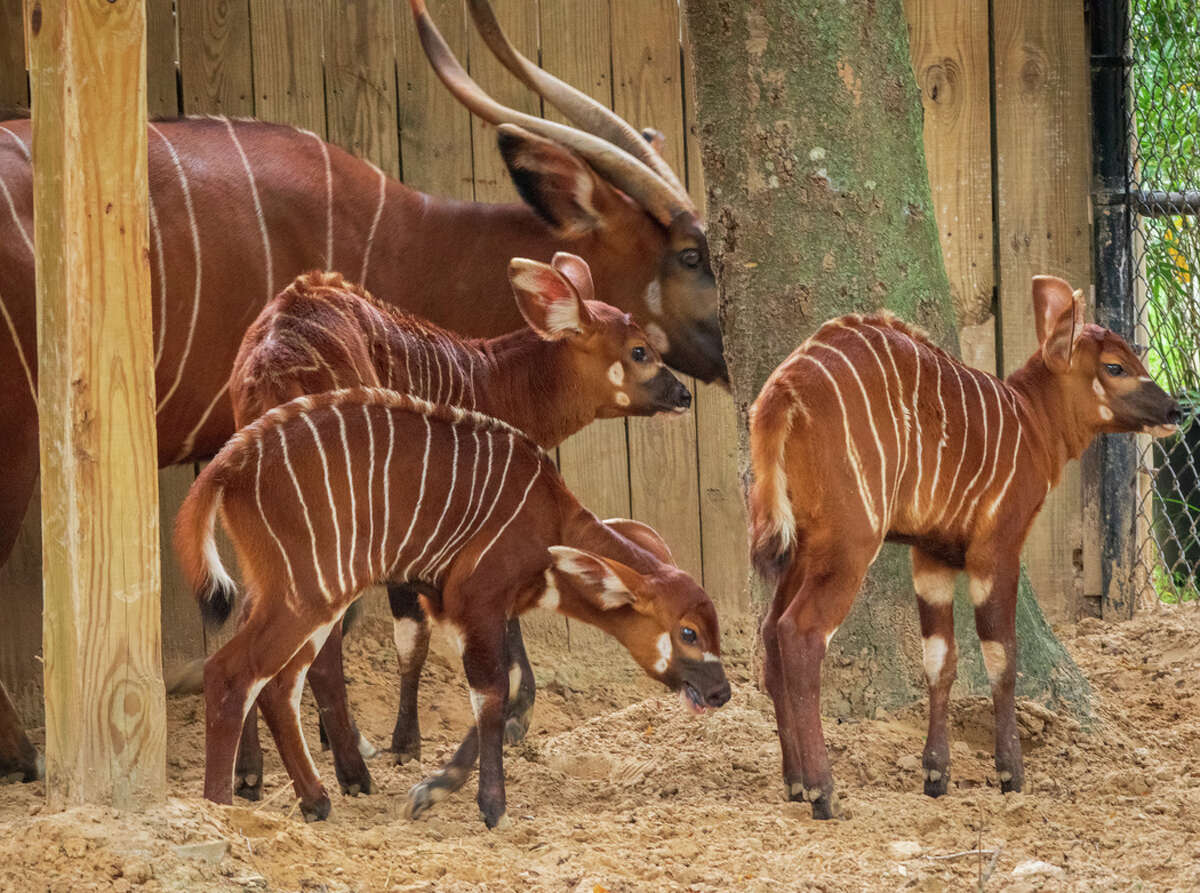An adult female called Penelope gave birth on July 21 to a male, Bernadette had a female calf on July 29, and Lily birthed a male bongo on Aug. 15.