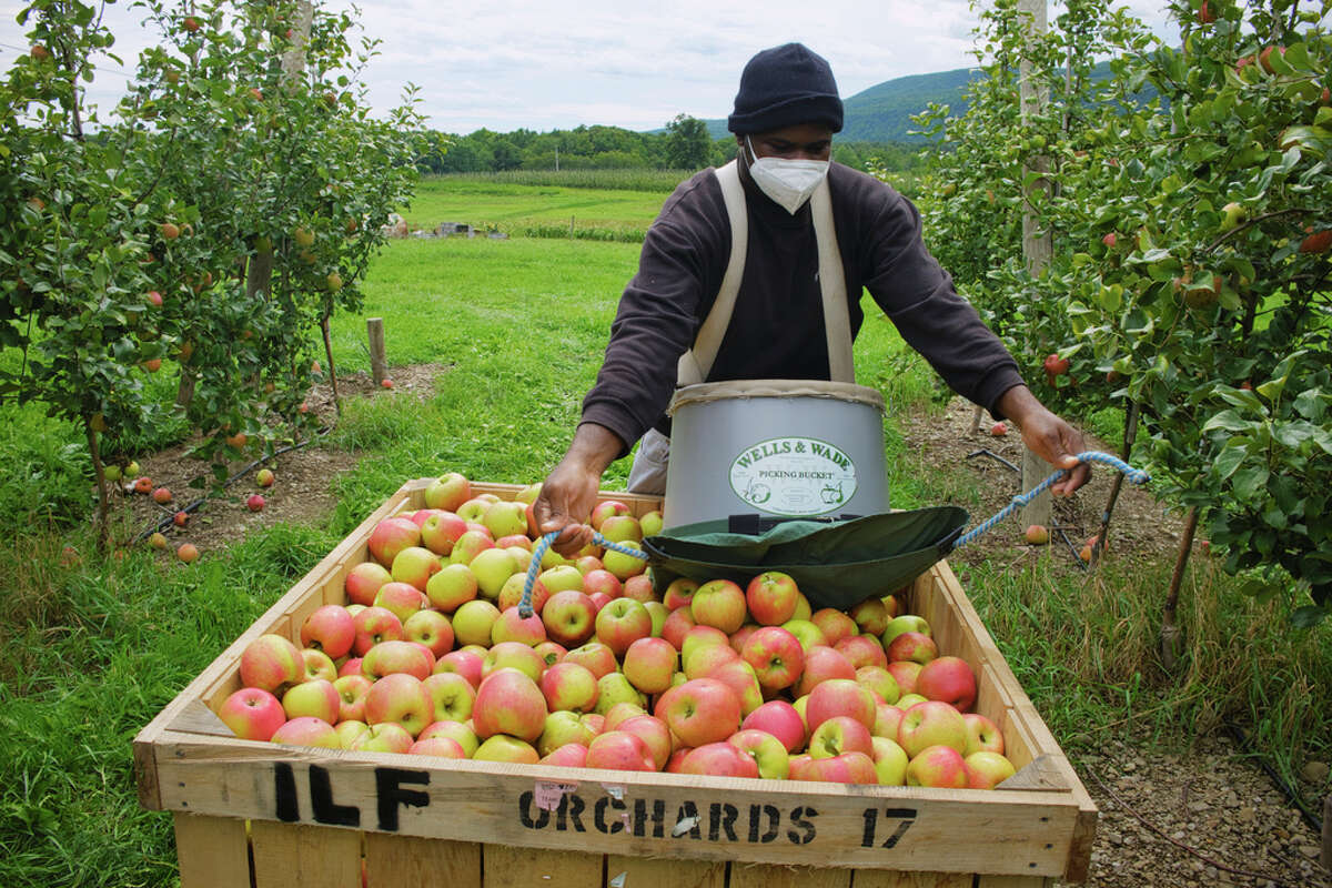 Guest worker Julio Morrison empties apples into a large bin in the orchard at Indian Ladder Farms on Thursday, Sept. 3, 2020, in Altamont, N.Y. (Paul Buckowski/Times Union)