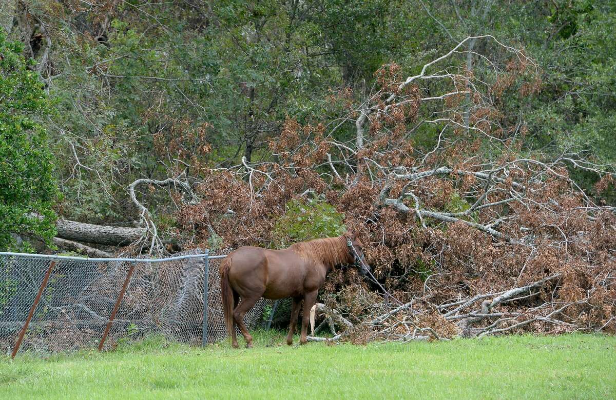 A horse is tethered near a large downed tree in Orange a week after the area was hit with some of the most severe damage in Southeast Texas by Hurricane Laura. Photo taken Thursday, September 3, 2020 Kim Brent/The Enterprise