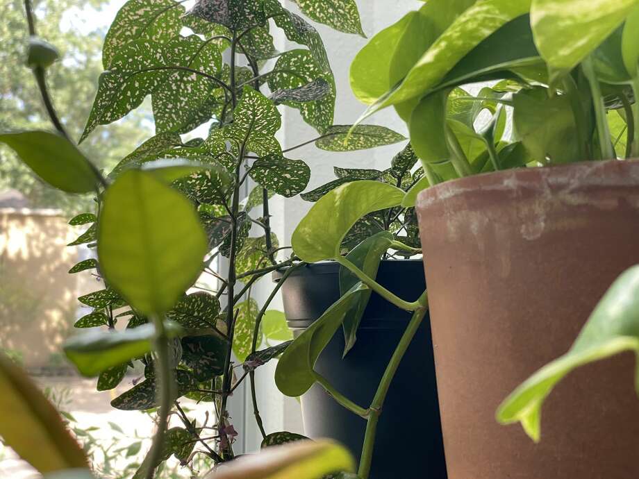 My indoor garden has flourished since the pandemic started. Photo: Jay R. Jordan / Houston Chronicle