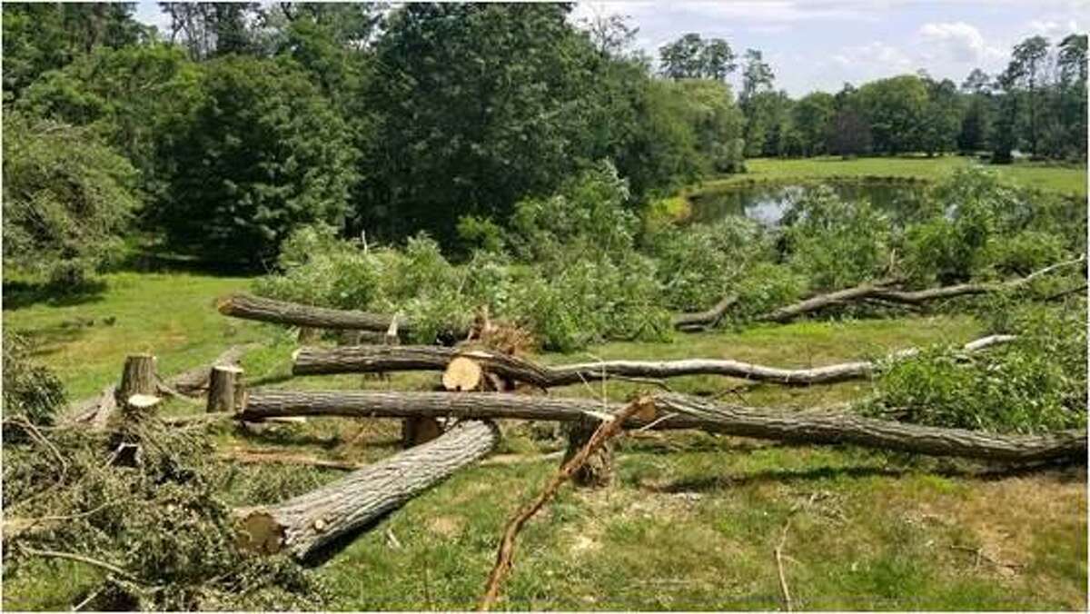 Trees felled by Tropical Storm Isaias created open spaces for other species at Deer Pond Farm in Sherman.
