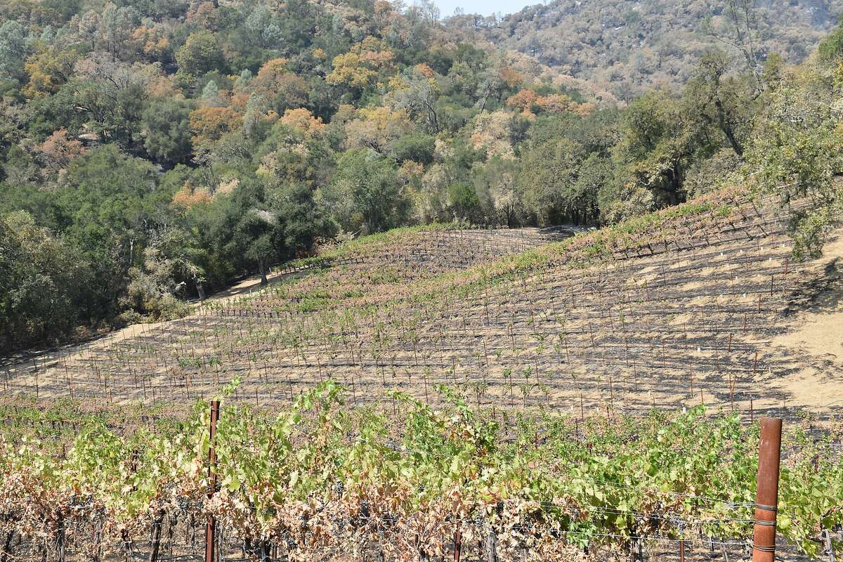 Volker Eisele Family Estate was affected by the 2020 Hennessey Fire. Some of the property's 45-year-old Cabernet vines burned.