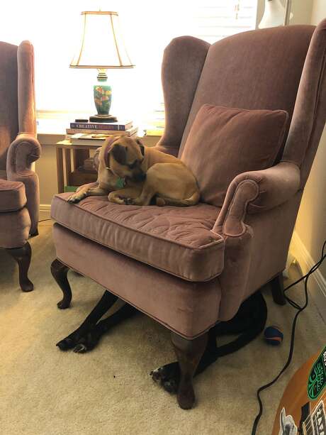 Cooper, above, and Haddie in her favorite den. Photo: Abigail Rosenthal/Chron.com