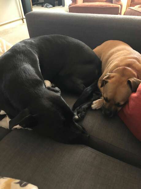 Haddie and Cooper's favorite nap corner. Photo: Abigail Rosenthal/Chron.com