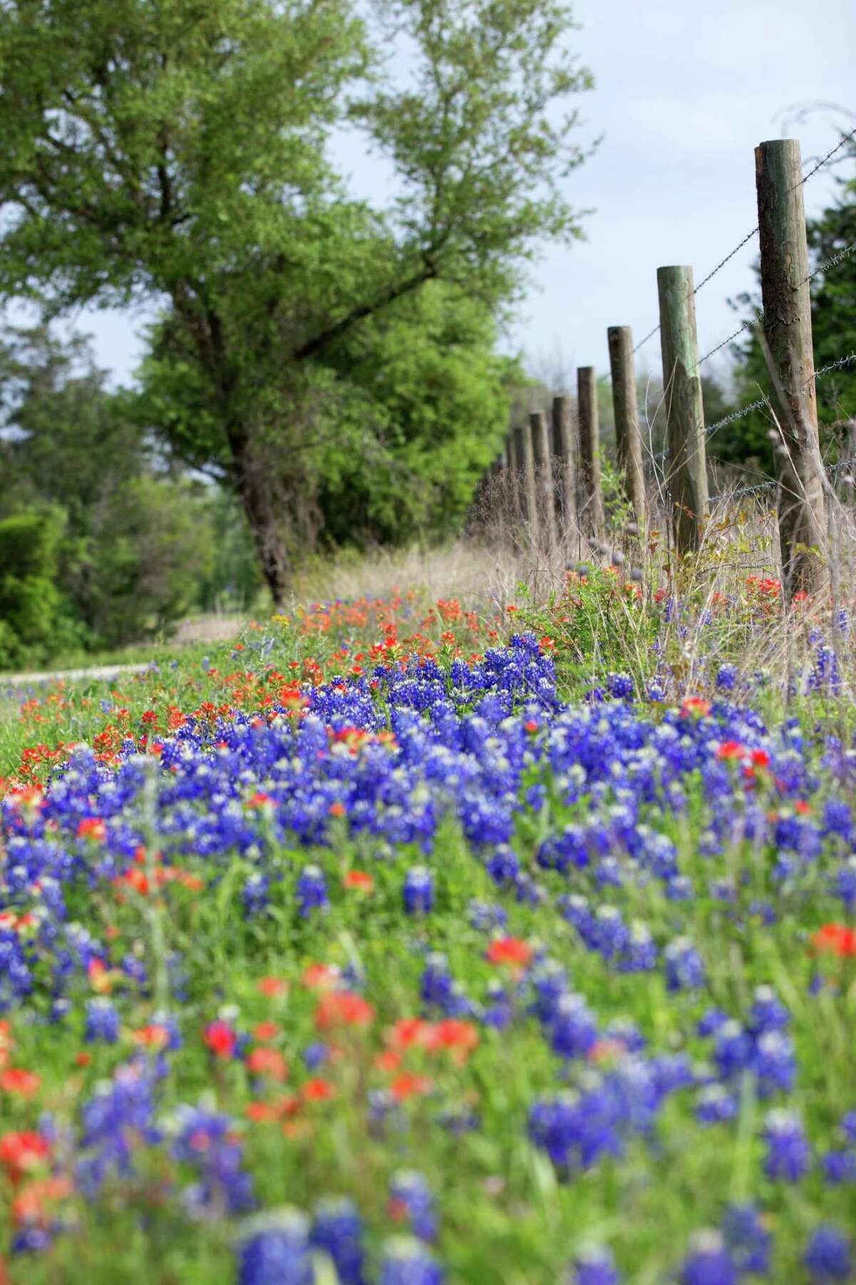 Calvin Finch Plant wildflower seed now for spring and summer blooms
