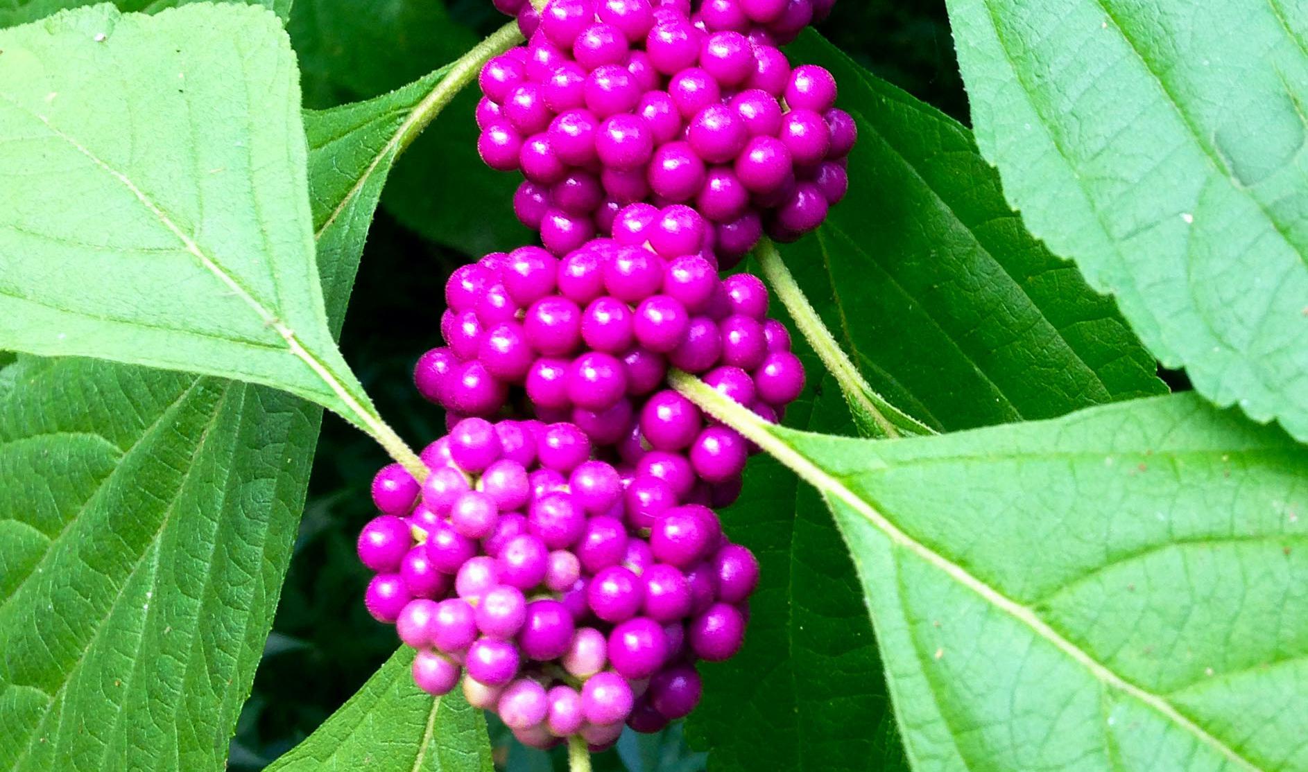 Neil Sperry American beautyberry is a jewel among native Texas shrubs