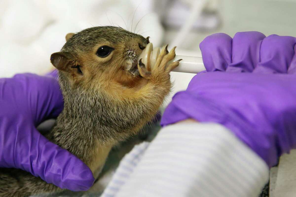 A baby squirrel is fed by volunteers at Wildlife Rescue and Rehabilitation on Basse Road on Friday, Sept. 4, 2020. The organization is participating in the Big Give SA on Sept. 10, and hopes to raise $20,000 in donations.