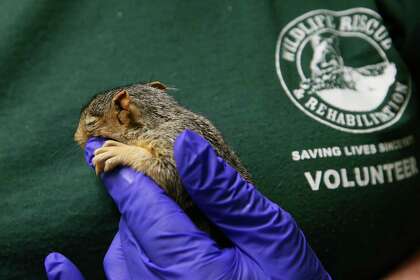 A volunteer handles a baby squirrel before a feeding at Wildlife Rescue and Rehabilitation on Friday, Sept. 4, 2020. The organization is one of more than 500 participating in the Big Give on Sept. 10 and hopes to raise money for the native animals in its care, which now number 200.