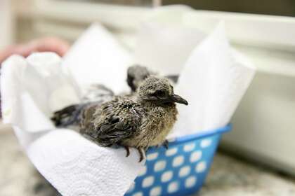 A baby mourning dove is paired with a baby white winged dove, in background, at Wildlife Rescue and Rehabilitation on Basse Road.