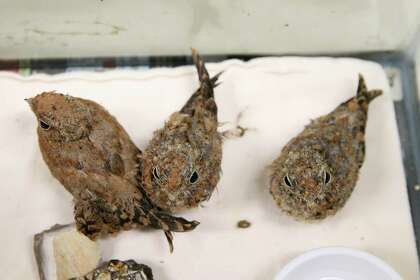Poorwill chicks are kept together at Wildlife Rescue and Rehabilitation, which helps native animals, on Friday, Sept. 4, 2020. The birds’ ears are painted for identification purposes. They are nocturnal aerial insectivores.