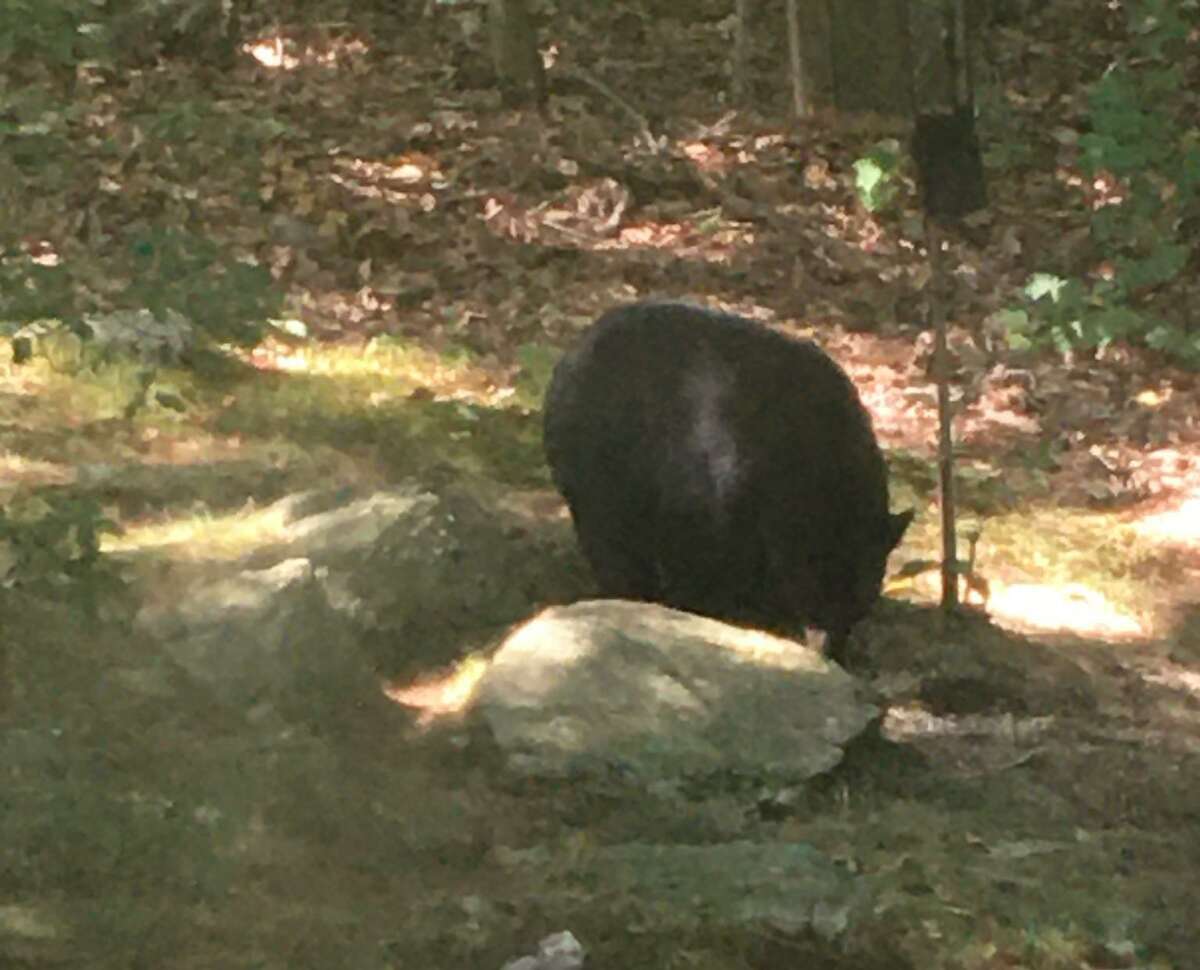This bear stopped to enjoy a snack at an Old Stratford Road home at 11:30 p.m. on Friday, Sept. 4.