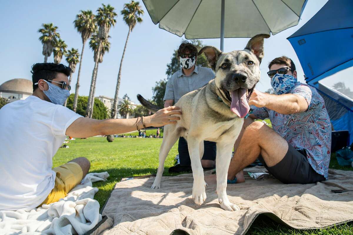 From left: Soheil Norouzi, Edward Sciaky and Tyler Pate hang out with Arlo the dog during the Labor Day weekend at Dolores Park, Saturday, Sept. 5, 2020, in San Francisco, Calif.