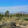 Looking westward through a Joshua Tree forest, Yucca brevifolia, towards Cima Dome in the Mojave Desert.