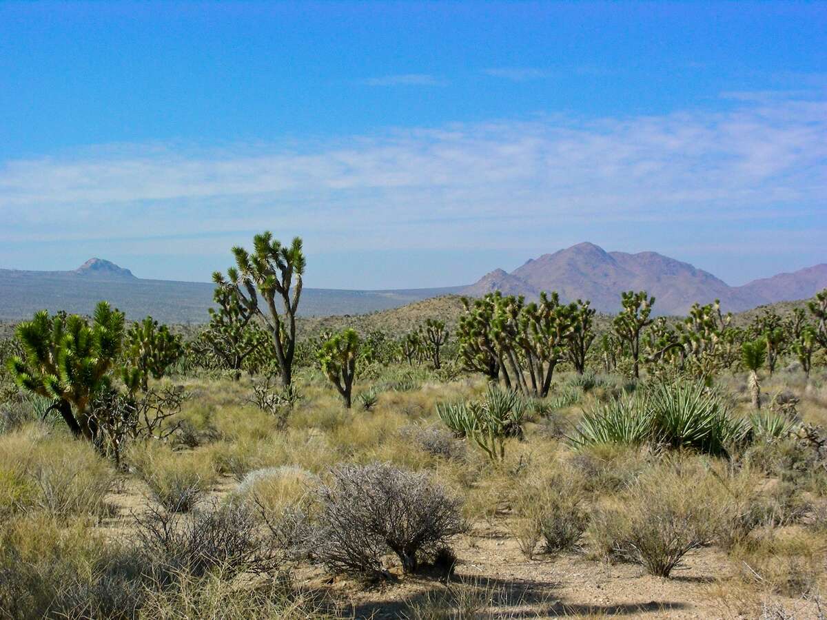 FILE PHOTO: A 20-year-old man died Saturday while hiking in Joshua Tree National Park when temperatures were near 120 degrees.