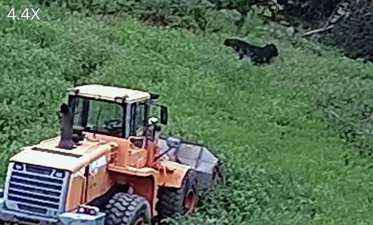 Buddy the Beefalo, seen on surveillance footage in a field in Plymouth, Conn. He has been on the loose in the woods in northwest Connecticut since escaping from a slaughterhouse in early August 2020.
