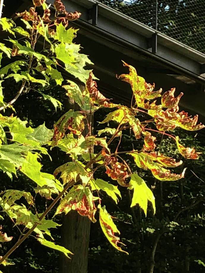 Plants that receive too much sun get leaf scorch, sunburn and heat stress. (Photo provided/Chuck Martin)